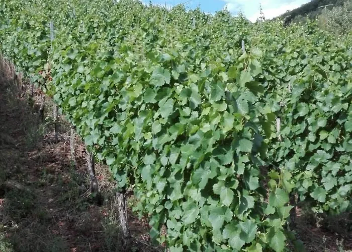 Haus Moselschleife *